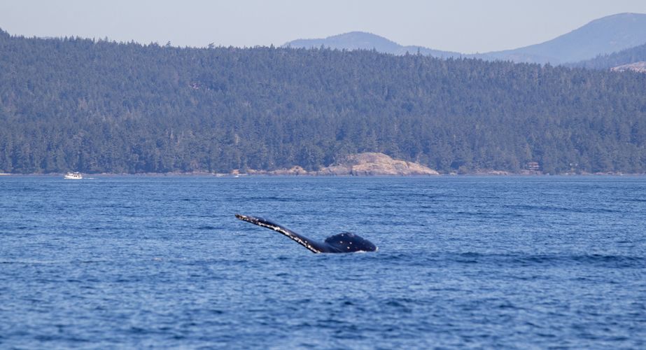 28 38 Canada 165 28 38 Canada 165